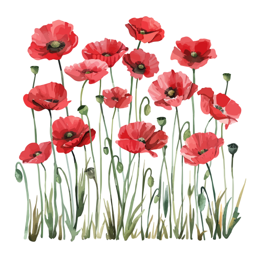 Camille Godard - Coquelicot